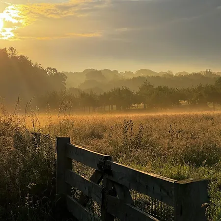 Withuis * إيجسدين